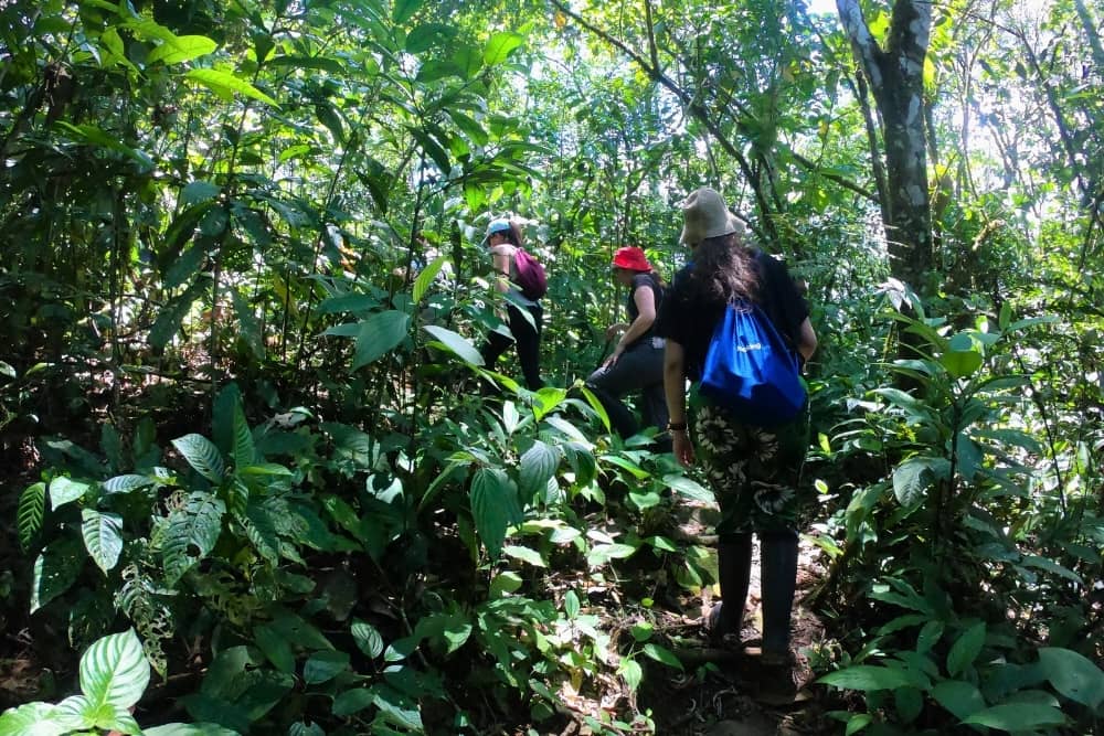 kuyana forest kuyana forest expedition