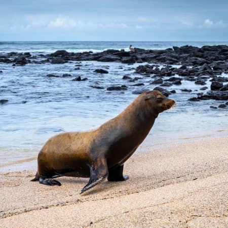 La-Loberia-San-Cristobal-1 Rebecca Adventure Travel Free Day San Cristobal Island