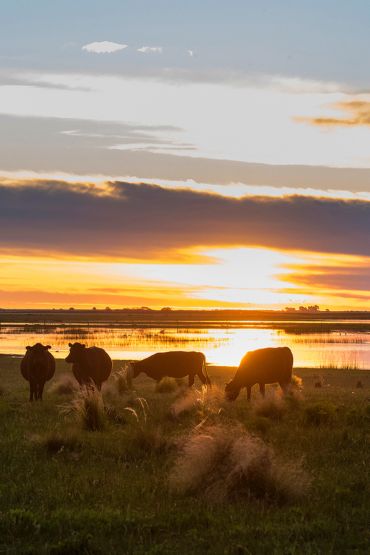 las pampas argentina las pampas argentina