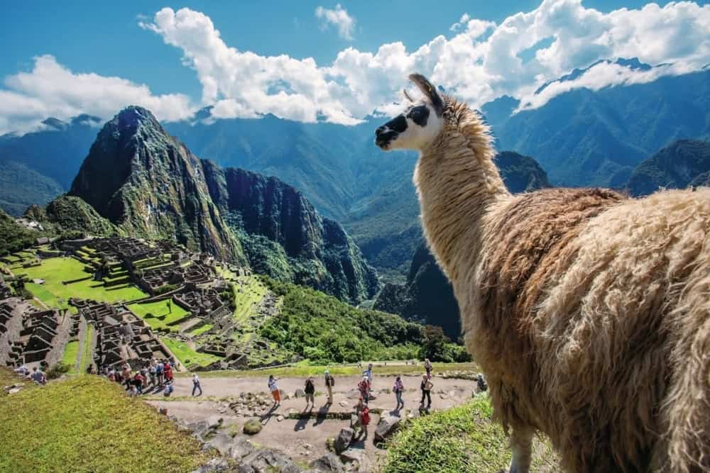 llama at machu picchu tourists taking photos of a llama at machu picchu inca ruins
