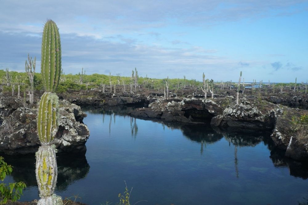 los tuneles isabela island lava formations and calm water pools at los túneles on isabela island, surrounded by cactus and volcanic landscape.