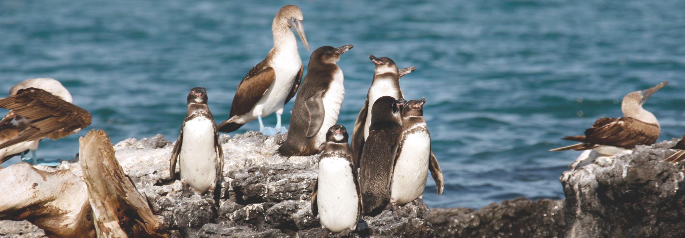 Galapagos Luxury Safari in NatGeo Luxury Collection