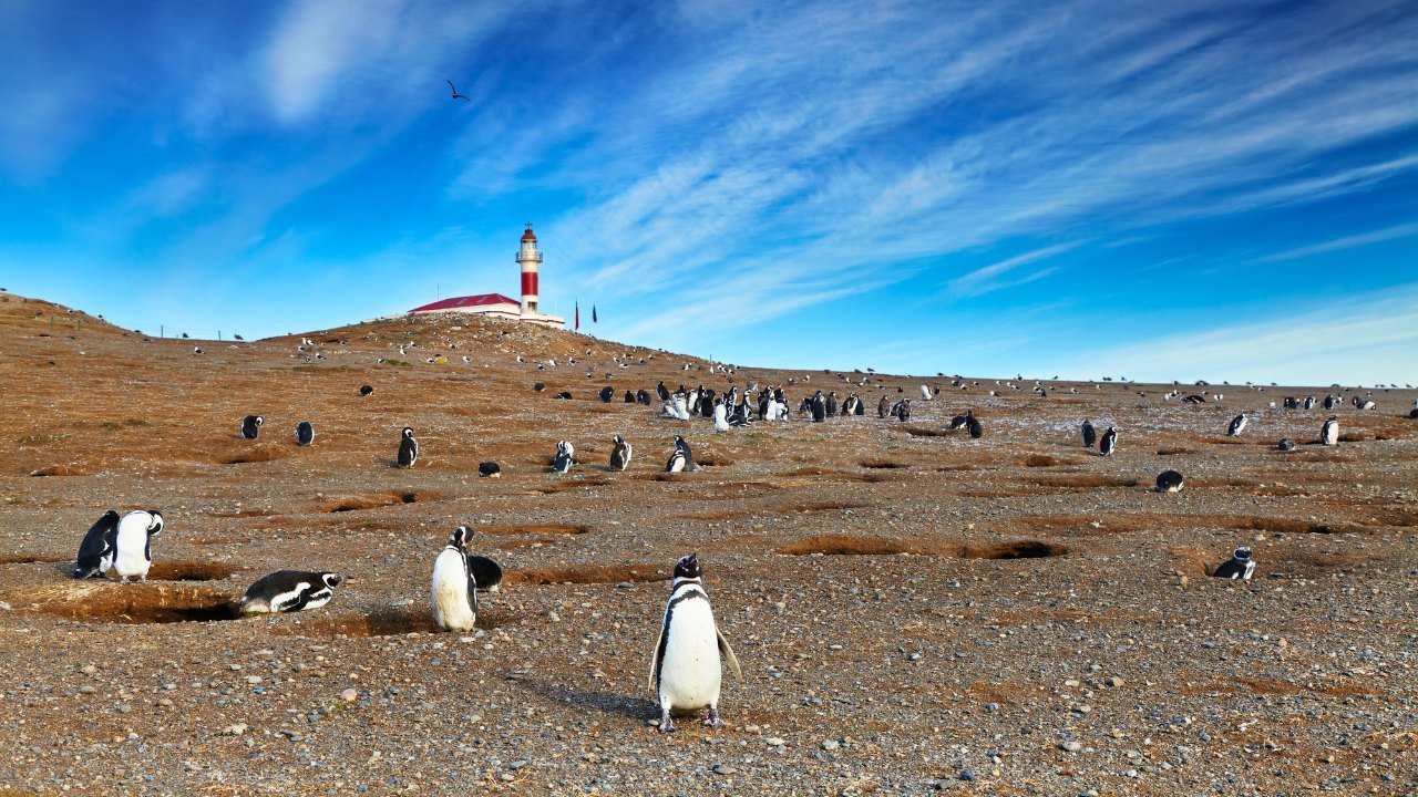 magdalena island 40 days south america