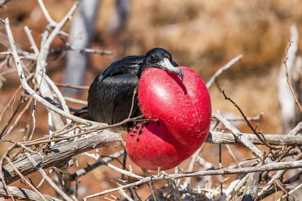 magnificent and great frigate bird magnificent and great frigate bird - galapagos islands cruises
