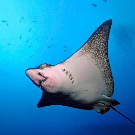 marchena marchena - galapagos islands