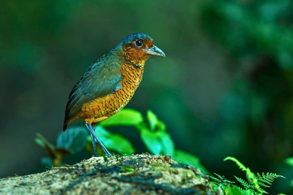 mindo bird 1 mindo bird