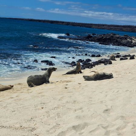 mosquera galapagos islands mosquera - galapagos islands