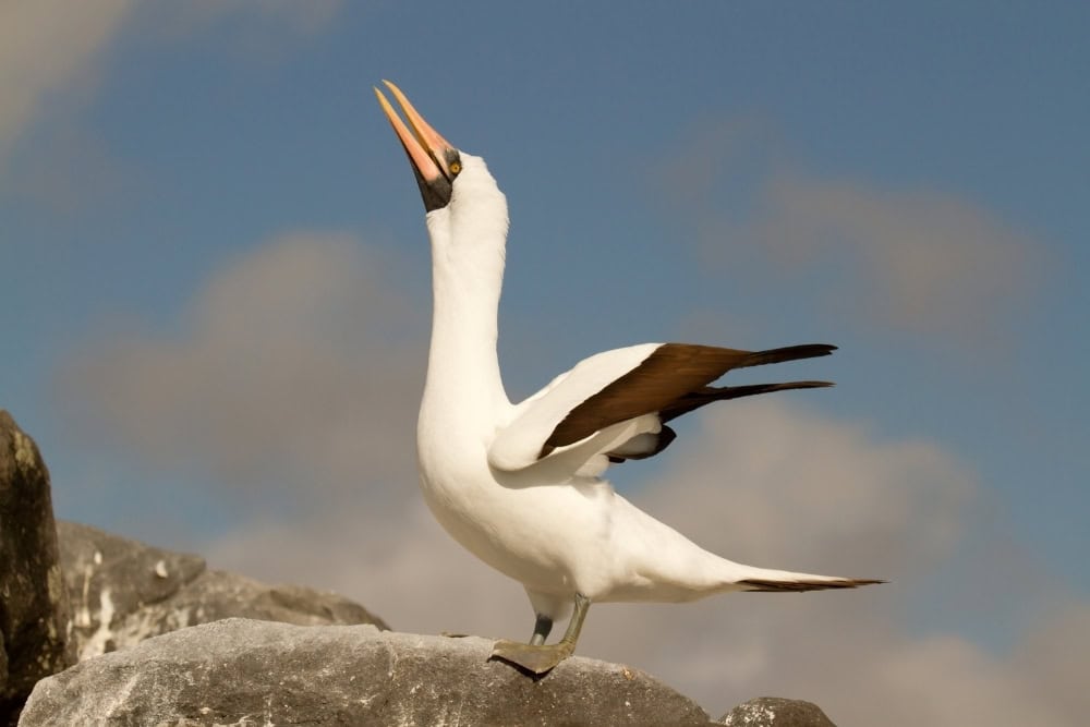 nazca booby nazca booby