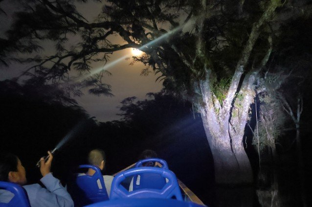 night excursions with flashlights night excursions with flashlights