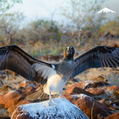 North Seymour - Galapagos Island Rebecca Adventure Travel North Seymour - Galapagos Island