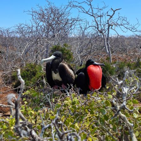 north seymour galapagos island north seymour - galapagos island