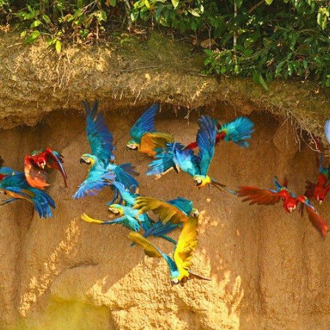 parrot clay parrot clay