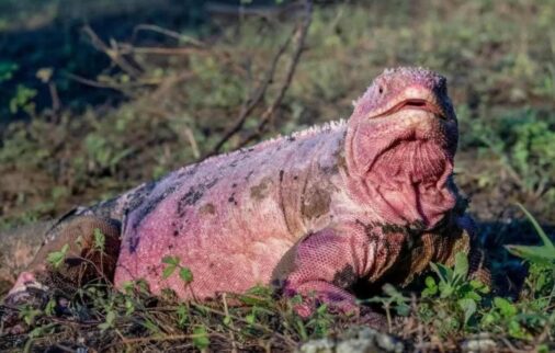galapagos animals: blue-footed booby
