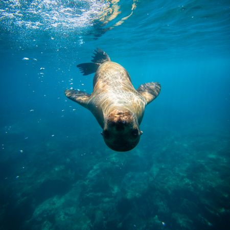 pinzon galapagos islands 1 pinzon - galapagos islands