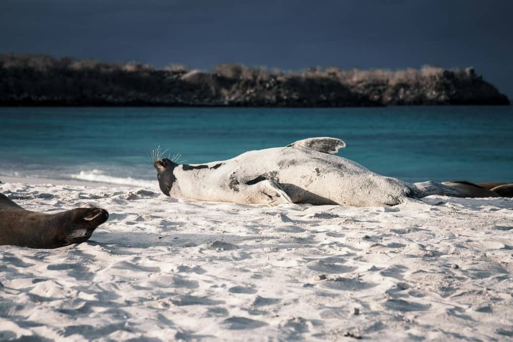 puerto chino puerto chino beach ,galapagos with marine iguana.
