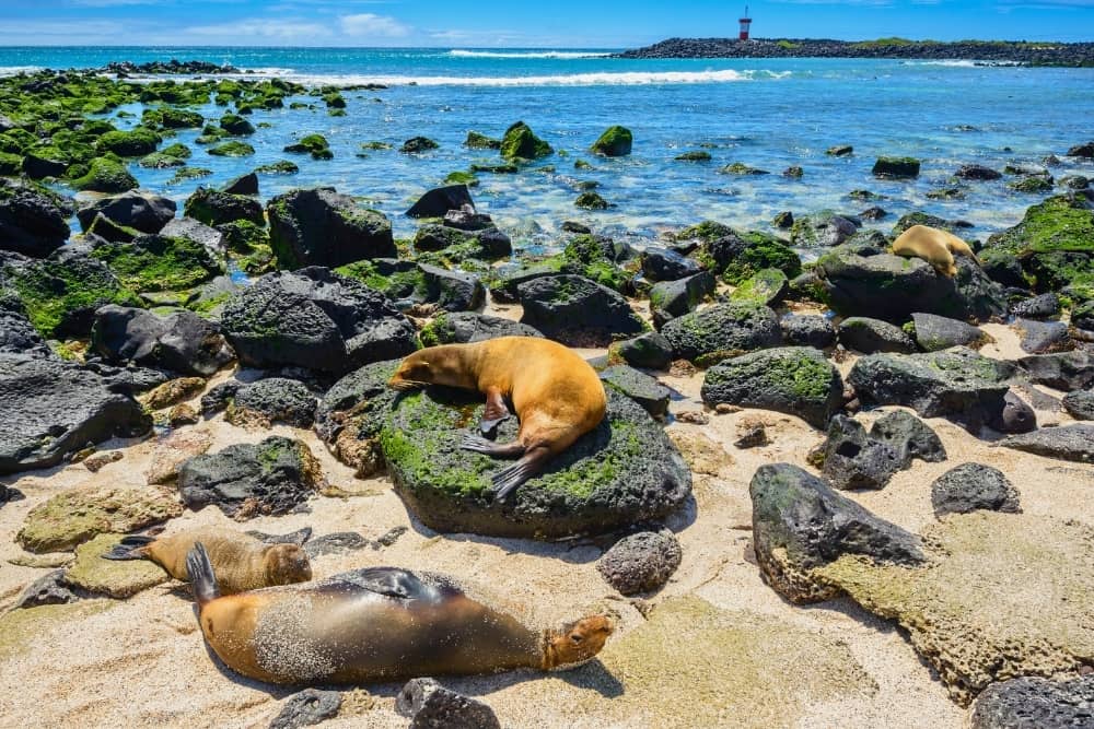 punta carola sea lions resting in punta carola
