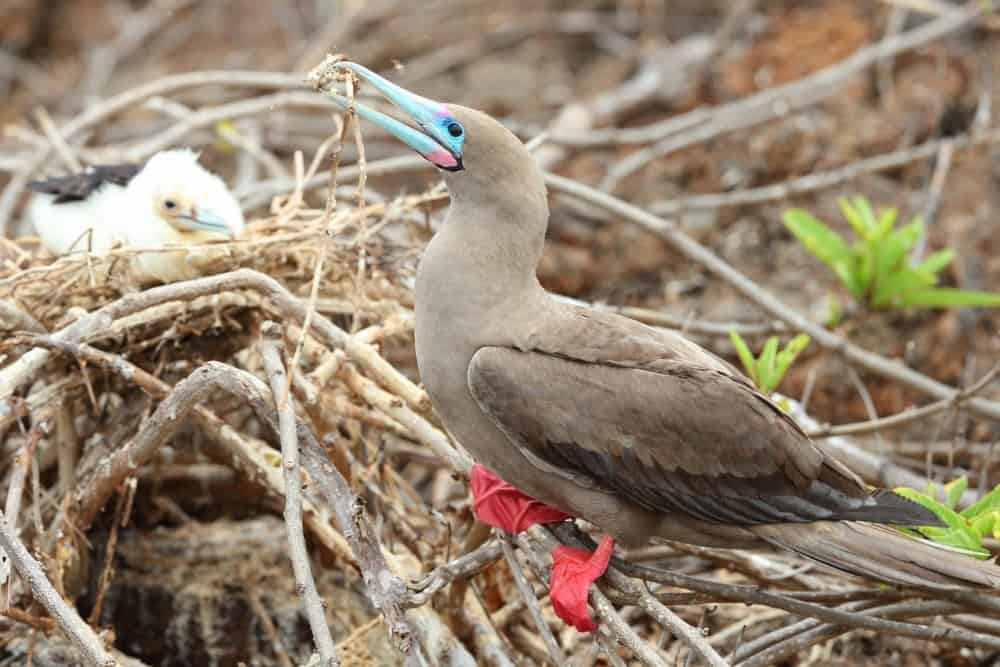 red footed booby red-footed booby.