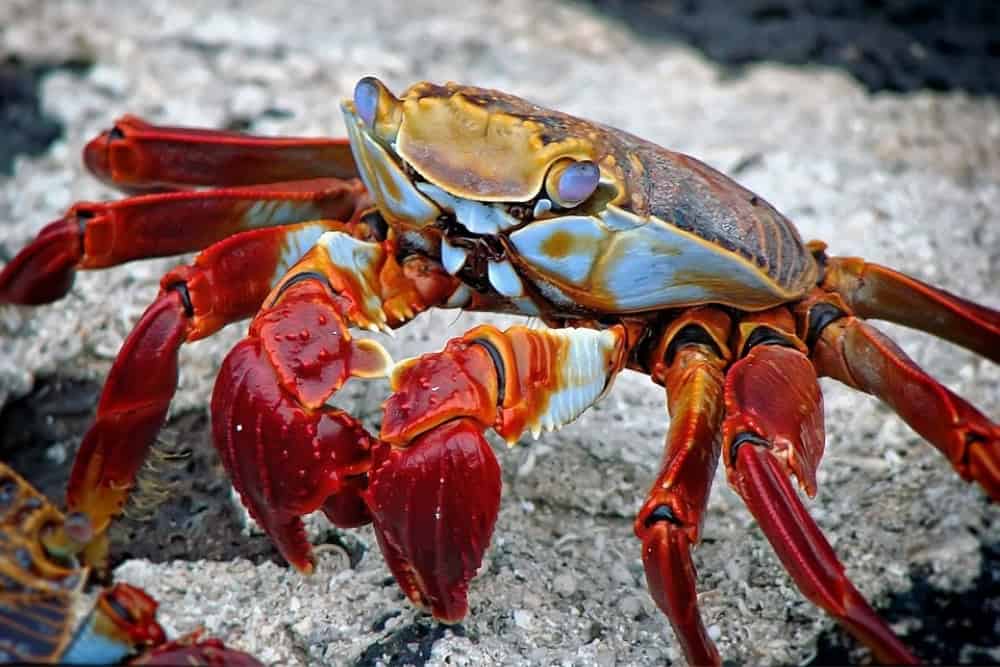 sally lightfoot crab sally lightfoot crab