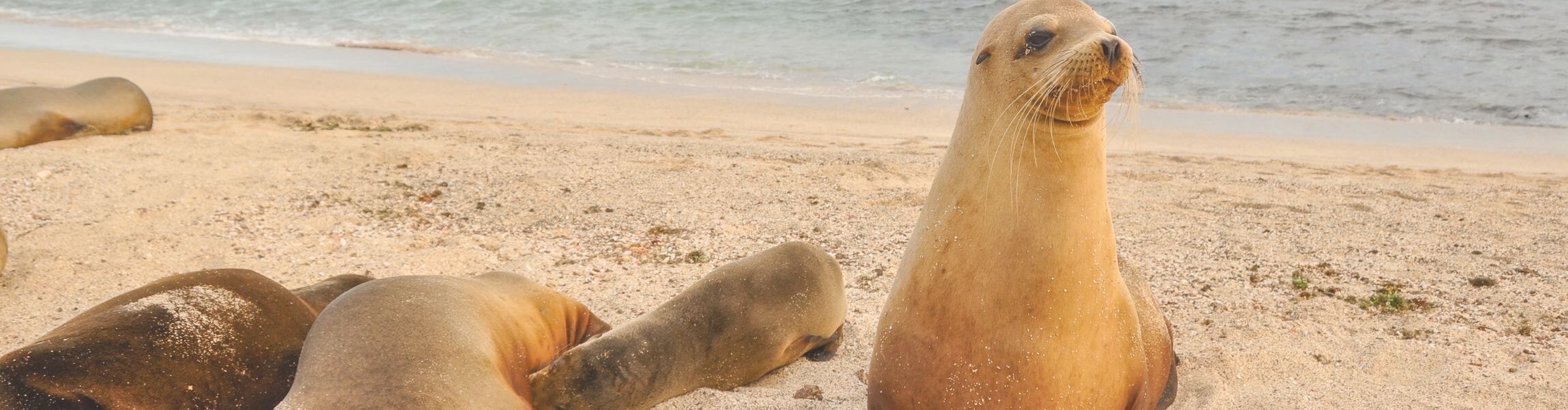 Galapagos: San Cristobal Island Guide