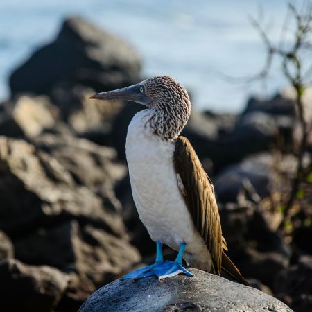 santa cruz galapagos islands island santa cruz - galapagos islands