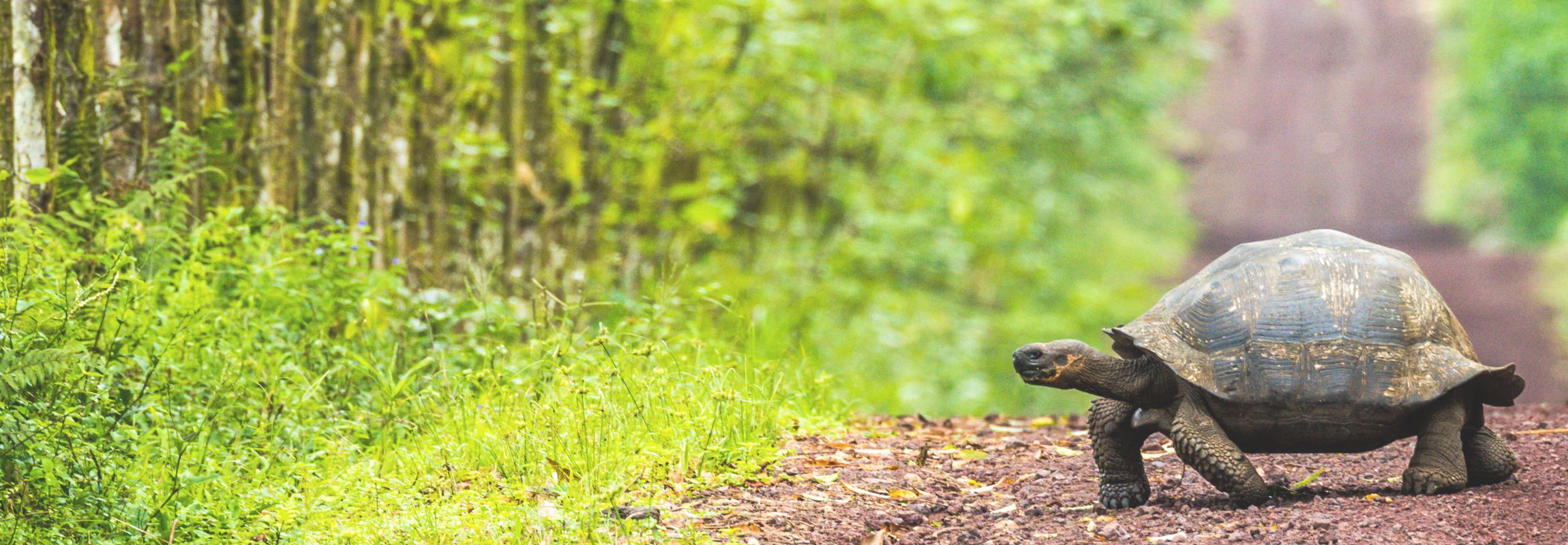 Galapagos: Santa Cruz Island Guide