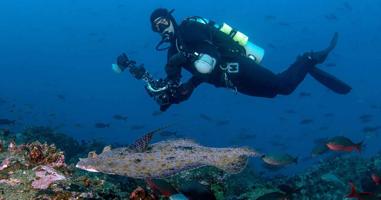 scuba diving in the galapagos islands scuba diving in the galapagos islands
