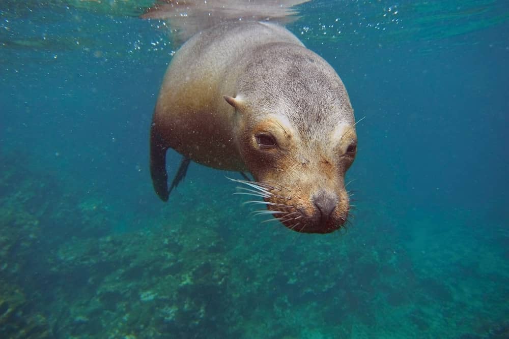 sea lion diving galapagos sea lion diving galapagos