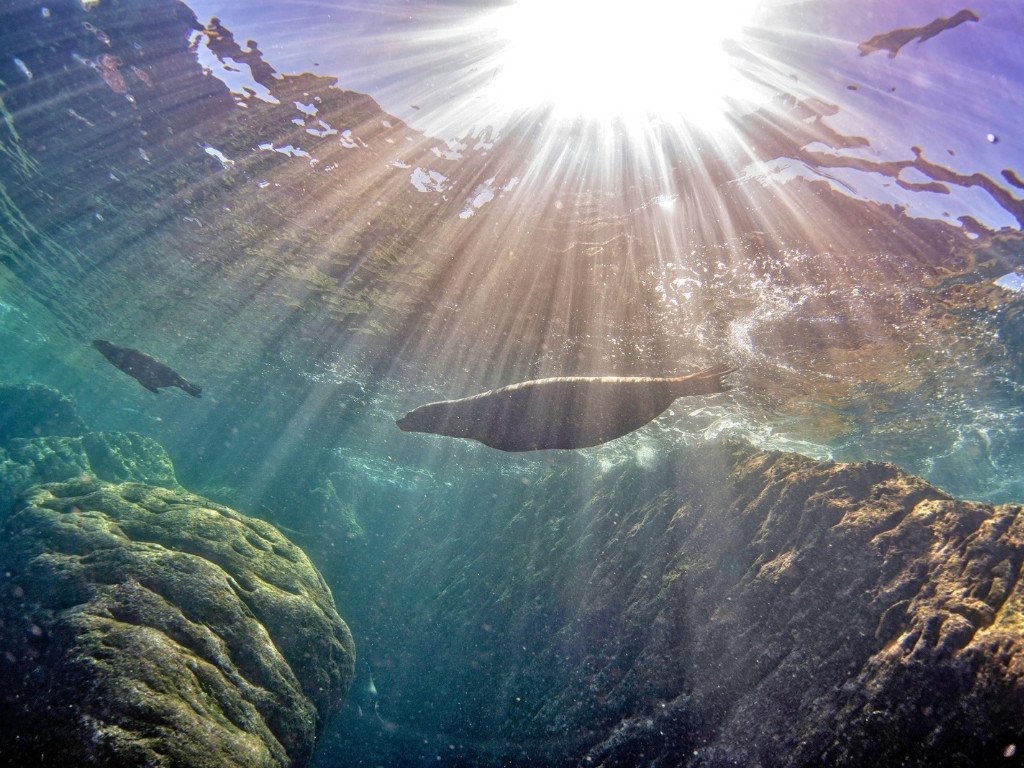 sea lion diving sea lion diving