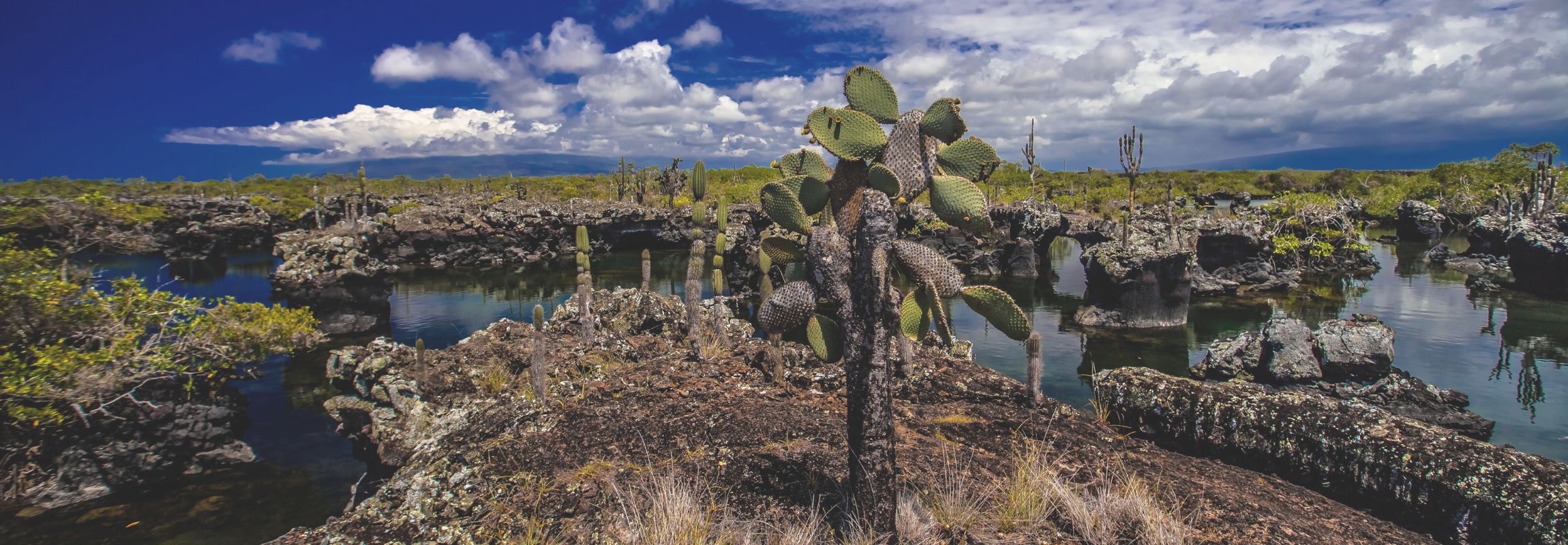 Galapagos: Isabela Island Guide
