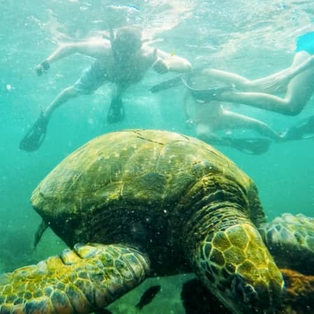snorkeling los tuneles day 18 - tuneles snorkeling