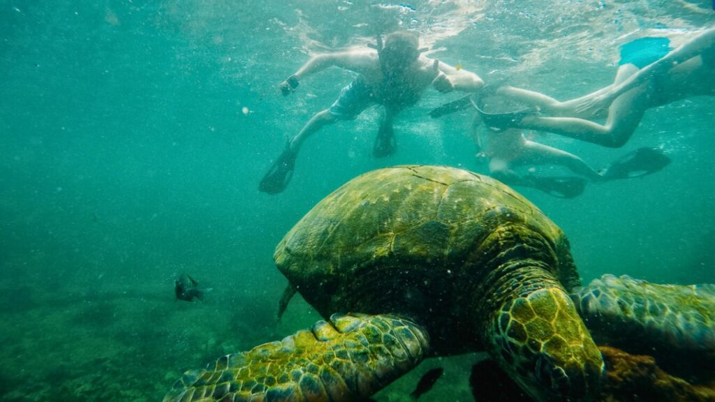 snorkeling luxury experience snorkeling - luxury experience