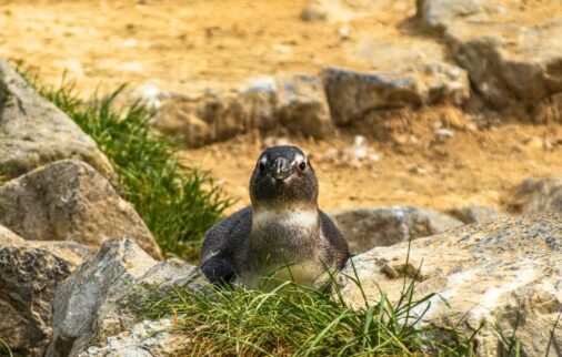 soft travel in latin america