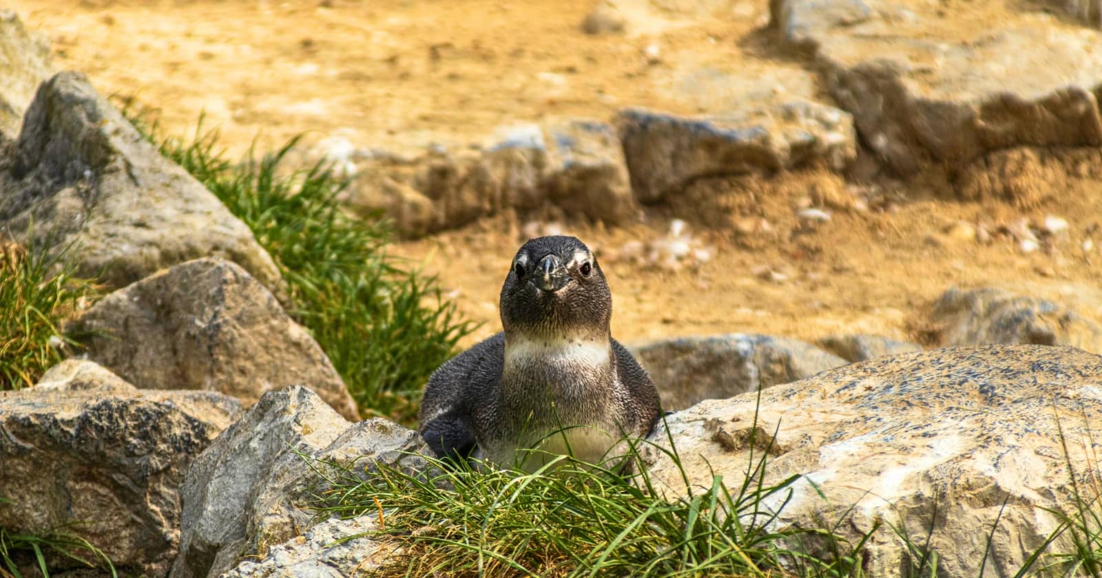 soft travel in latin america soft travel in latin america