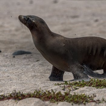 solo 5 day galapagos budget 5 day galapagos budget - top 5