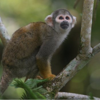 solo rebeccas 4 day cuyabeno amazon 4 day cuyabeno amazon - amazon tours