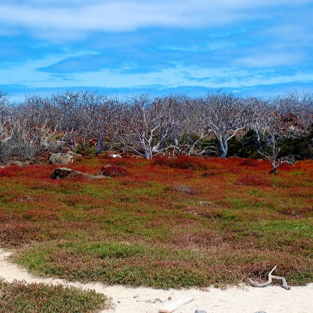 south plaza galapagos islands south plaza - galapagos islands