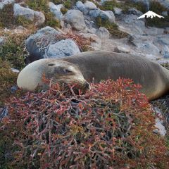 South Plaza Island - Galapagos Cruise Rebecca Adventure Travel South Plaza Island - Galapagos Cruise