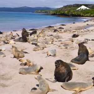 subantarctic islands subantarctic islands