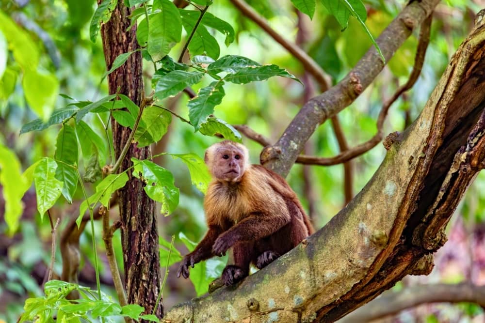 tayrona park nature tayrona national park sea