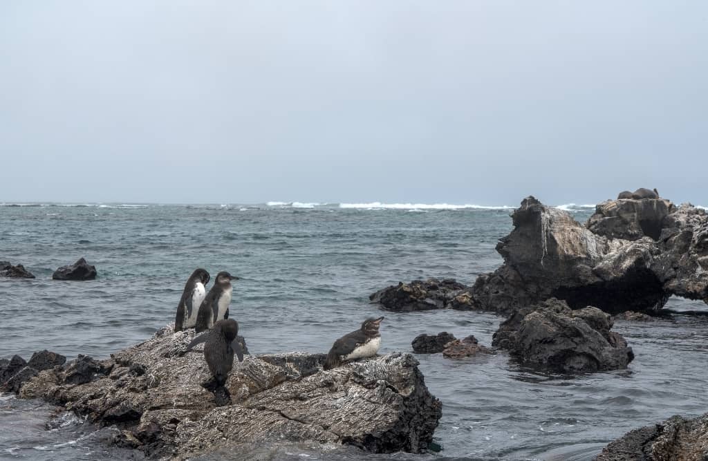 tintoreras 1 1 penguins around tintoreras