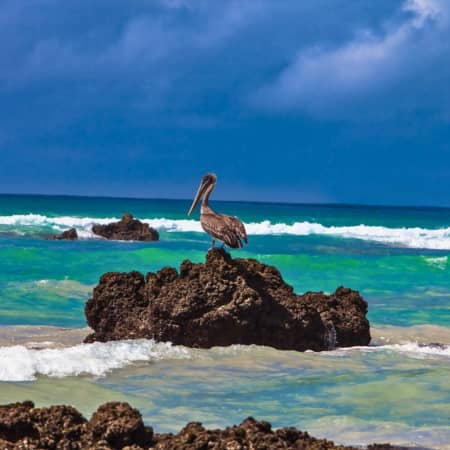 Tintoreras-Isabela-Island Rebecca Adventure Travel Tintoreras Galapagos