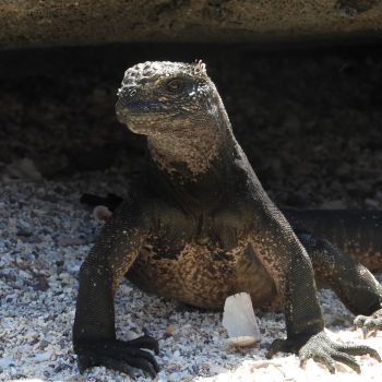 top 5 budget 8 day galapagos island budget 8 day galapagos island budget