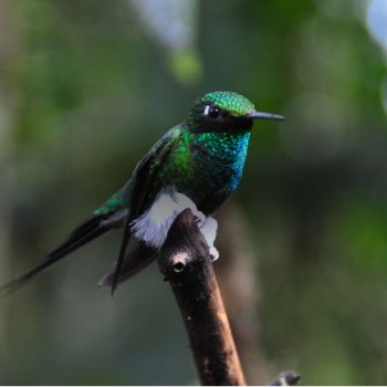 14 day andes, amazon & coast adventure - coastal tours