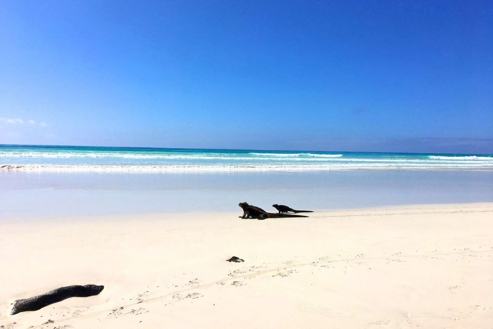 tortuga bay santa cruz island iguanas resting on white sand at tortuga bay galapagos, with turquoise water and pristine beach scenery.