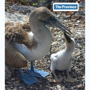 touring the galapagos islands budget touring-the-galapagos-islands-budget