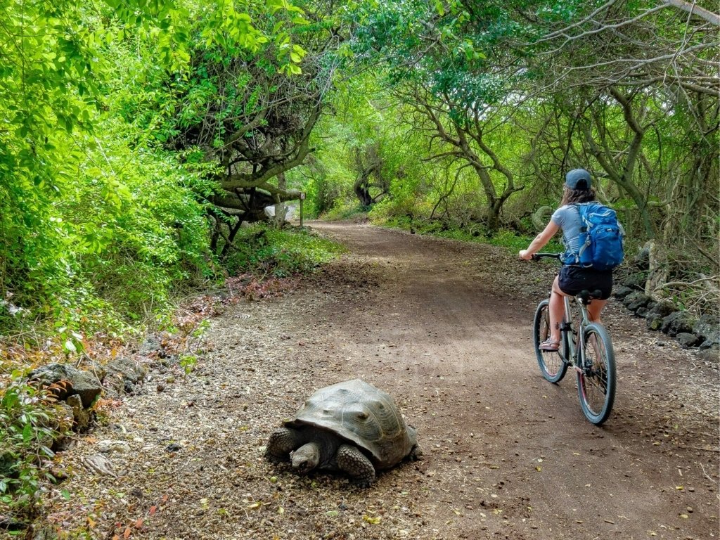 traveler in armony with tortoise individuele rondreizen latijns amerika