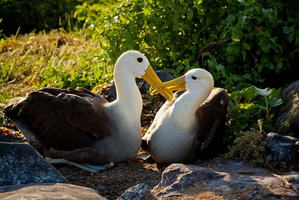waved albatross waved albatross