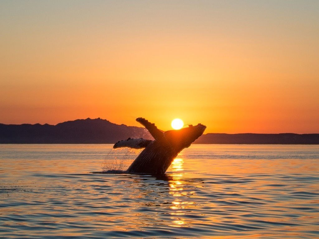 whale ecuador coast whale watching coastal ecuador