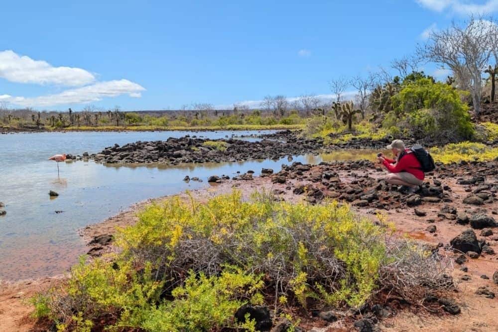 willem dragon hill willem dragon hill