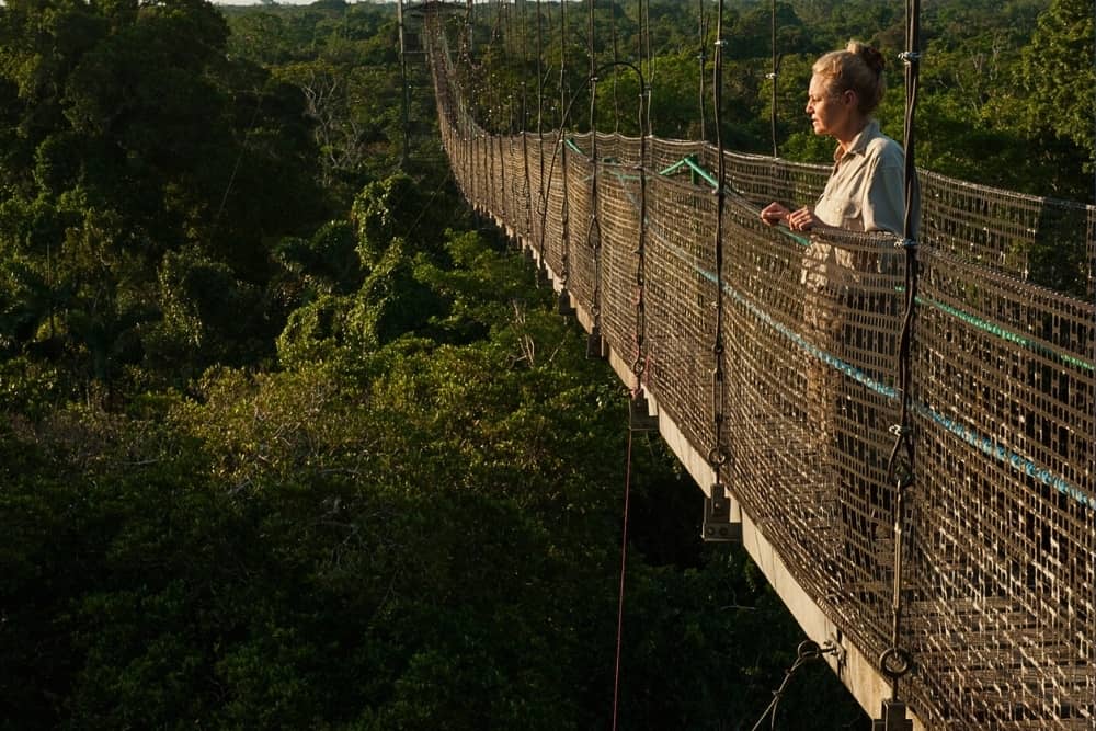 yasuni canopy 1 yasuni canopy - amazon adventure